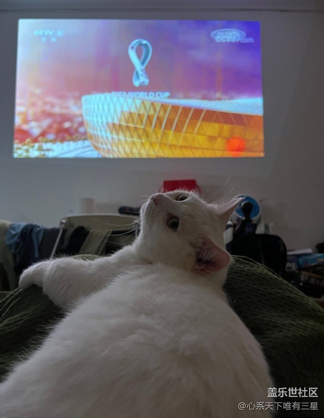 【身邊的小動(dòng)物】我愛世界杯