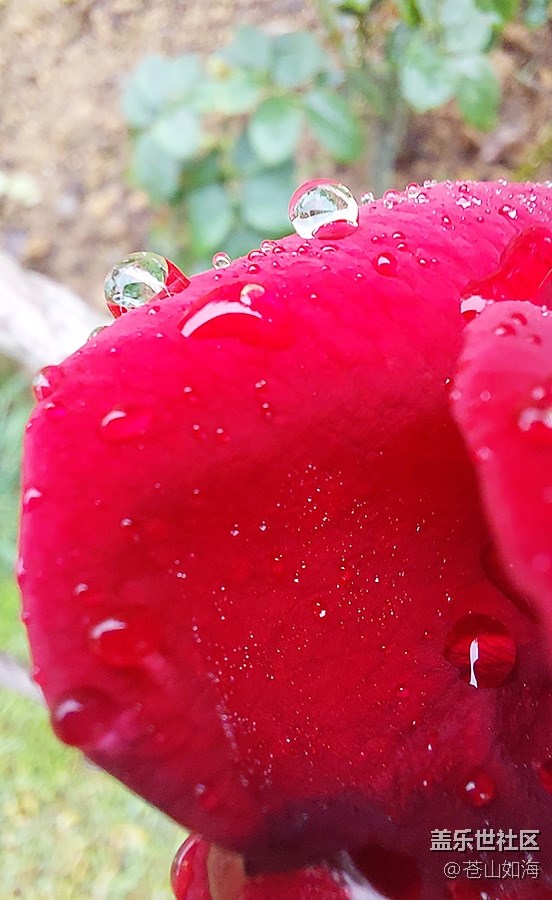 《不负春光》雨后花香