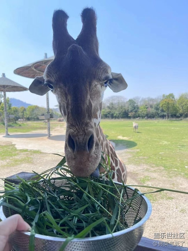 【身邊的小動物】動物園看動物