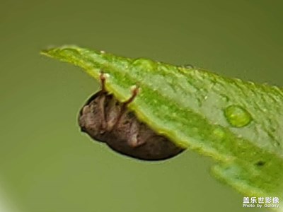 雨后昆蟲草