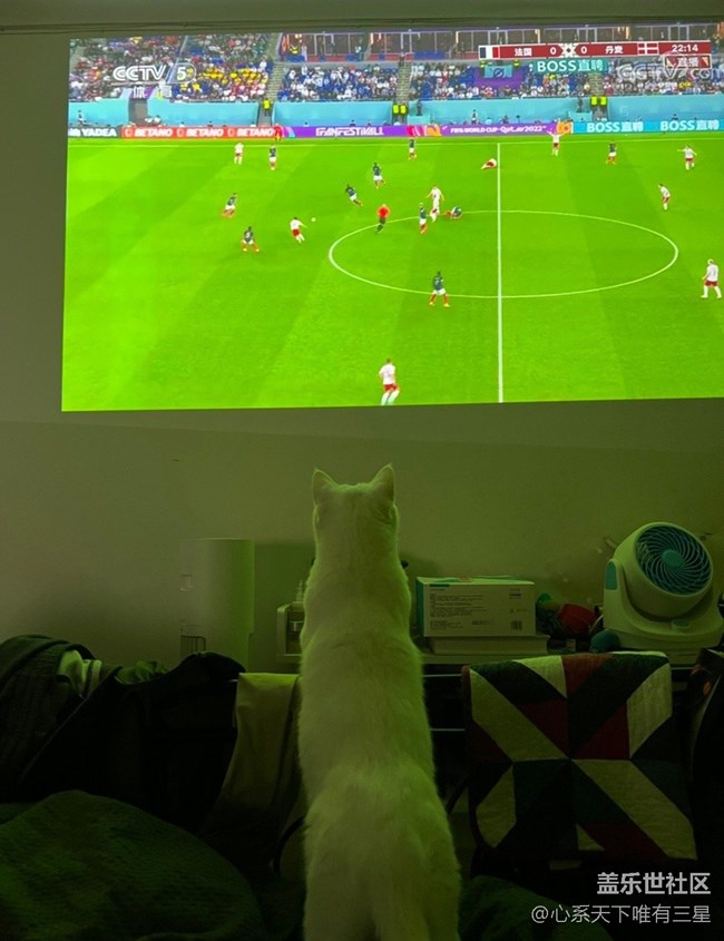 【身邊的小動(dòng)物】我愛世界杯