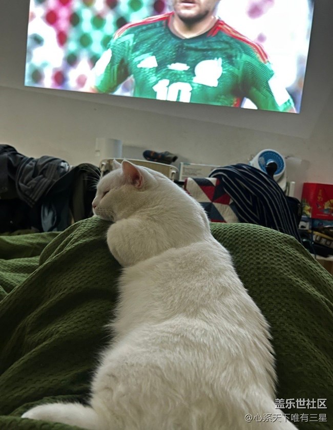 【身邊的小動(dòng)物】我愛世界杯