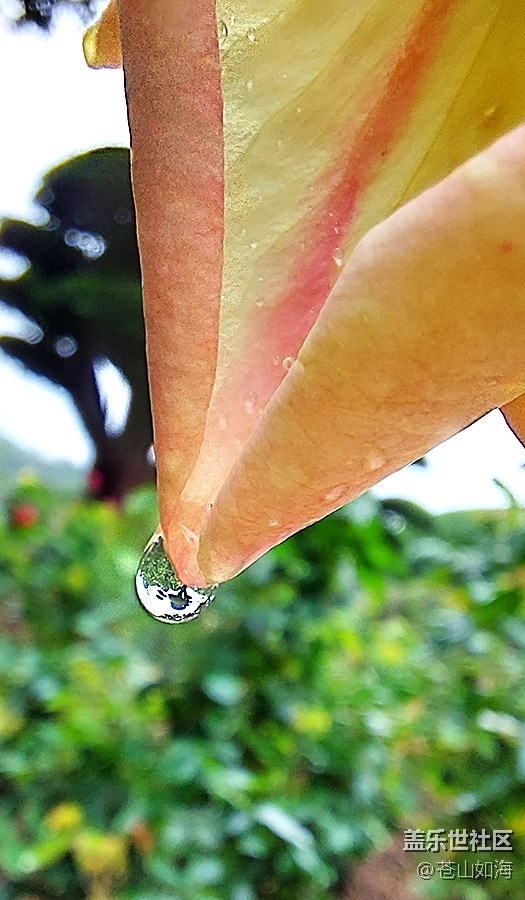 《不負(fù)春光》雨后花香