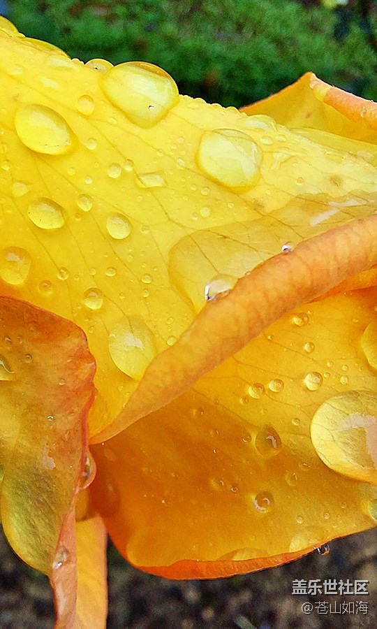 《不負(fù)春光》雨后花香