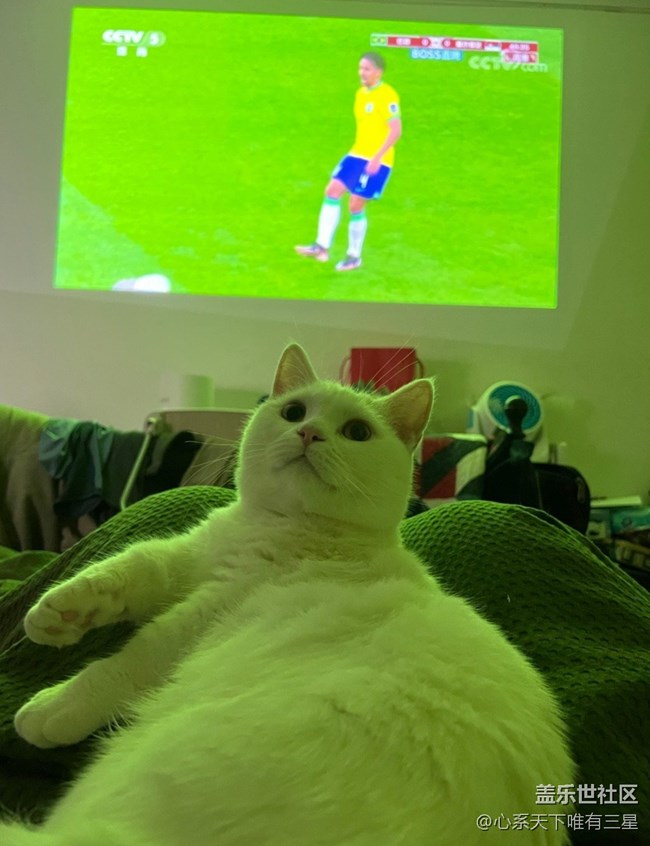 【身邊的小動(dòng)物】我愛世界杯