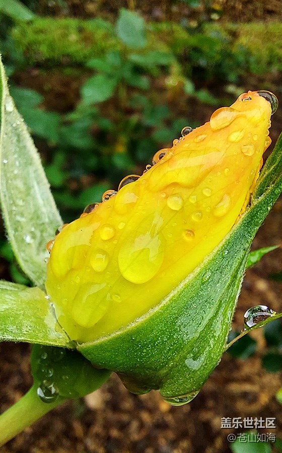 《不負(fù)春光》雨后花香