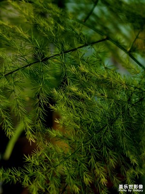 那一抹清新綠