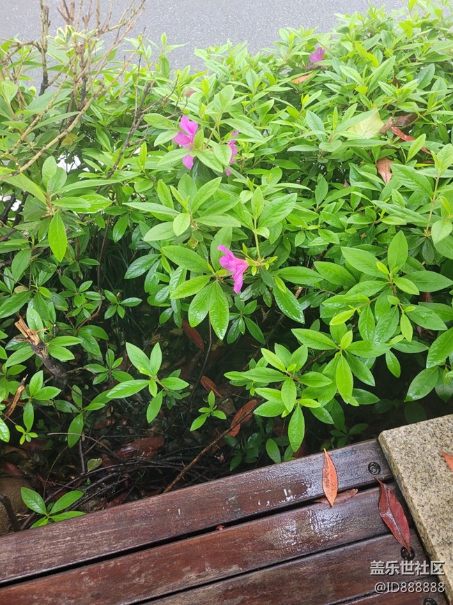 《不負(fù)春光》花開滿