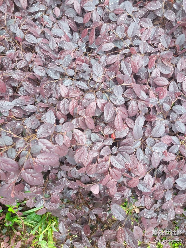 《不負(fù)春光》花開滿