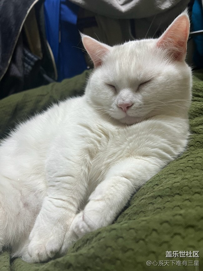 【身邊的小動(dòng)物】我愛世界杯