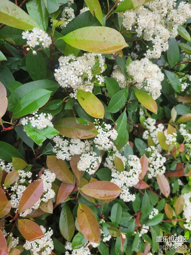 《不負(fù)春光》花開滿