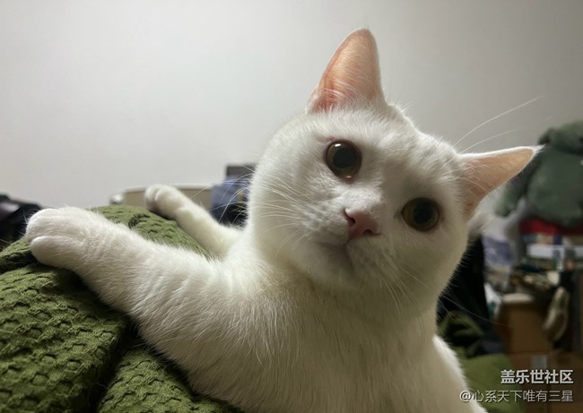 【身邊的小動(dòng)物】我愛世界杯