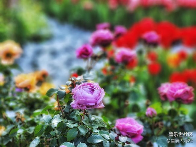 【風(fēng)和日麗】+逛花展