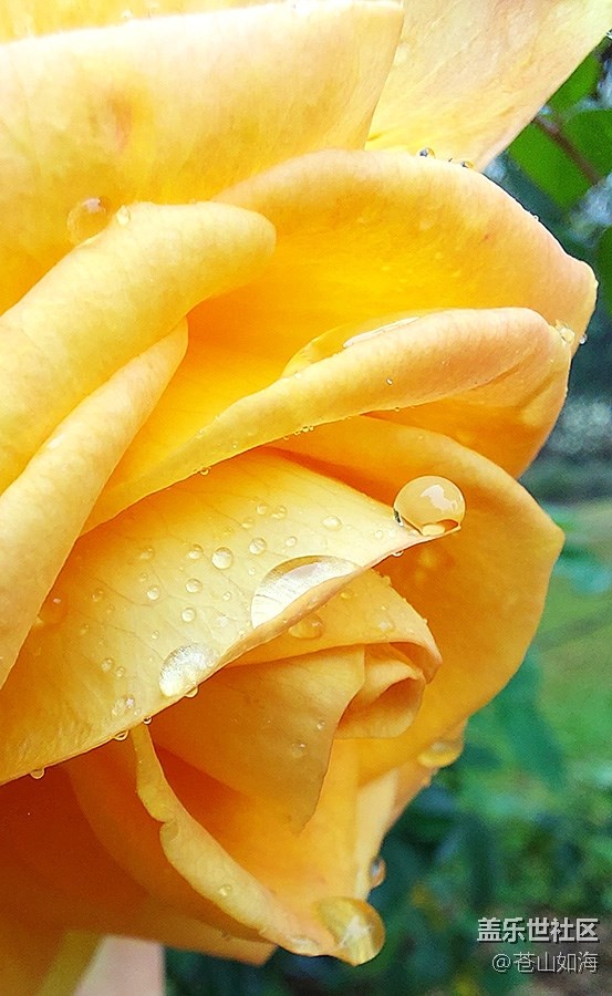 《不負(fù)春光》雨后花香
