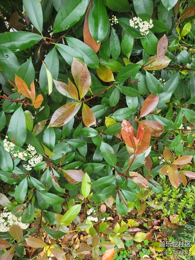 《不負(fù)春光》花開滿