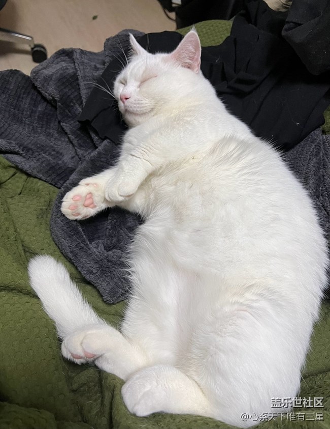 【身邊的小動(dòng)物】我愛世界杯