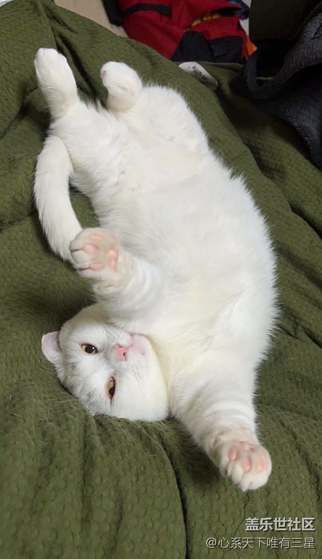 【身邊的小動(dòng)物】我愛世界杯