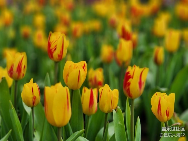 【風(fēng)和日麗】+逛花展