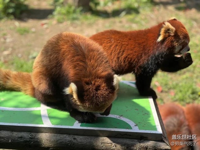 【身邊的小動物】動物園看動物
