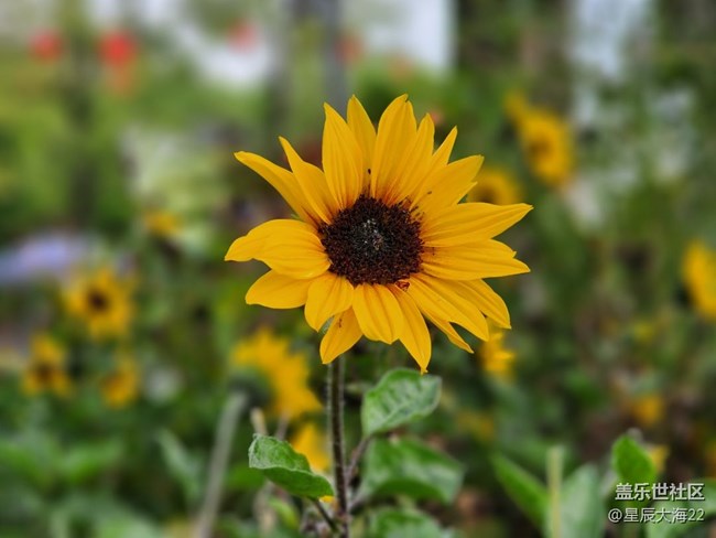 【風(fēng)和日麗】+逛花展