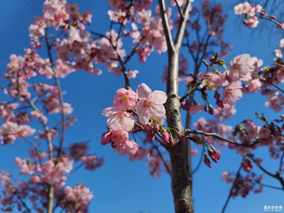 【拍有趣味】+櫻滿枝頭