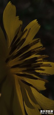 小黃花