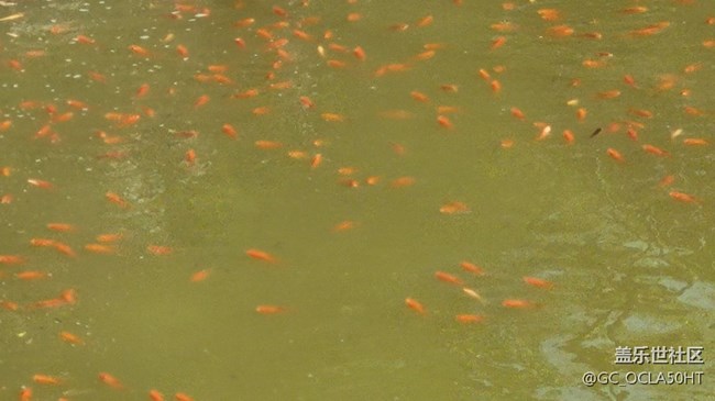 【身邊的小動(dòng)物】紅鯉魚