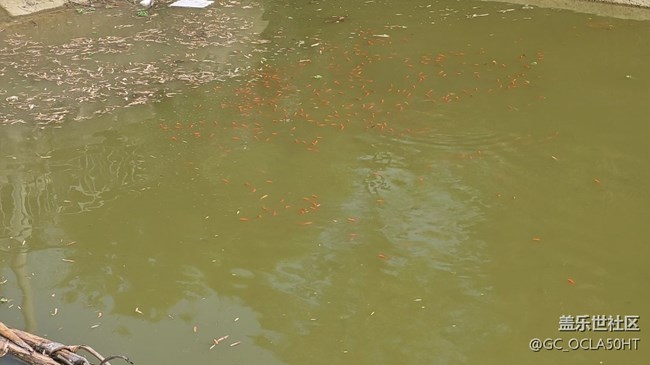 【身邊的小動(dòng)物】紅鯉魚