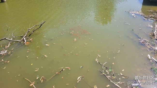 【身邊的小動(dòng)物】紅鯉魚