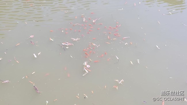 【身邊的小動(dòng)物】紅鯉魚