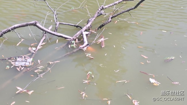 【身邊的小動(dòng)物】紅鯉魚