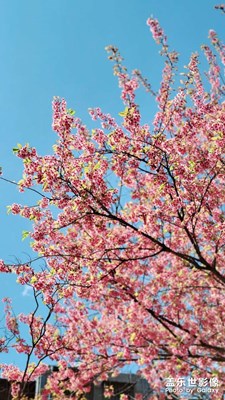 【拍有趣味】+花開的季節(jié)