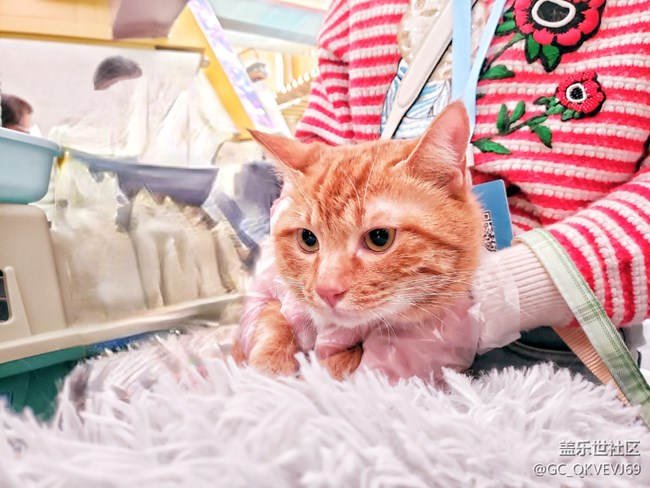 【身邊的小動物】+夢想的溫柔