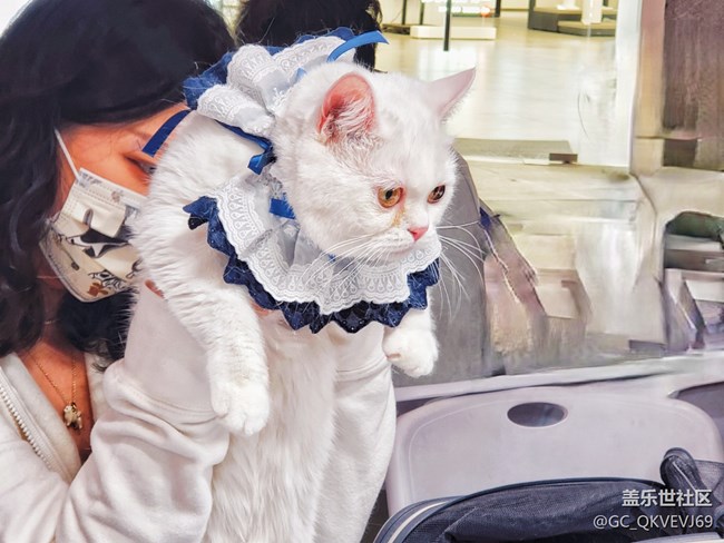 【身邊的小動物】+夢想的溫柔