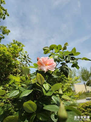 春光漸長，繁花盡染，世界在此平分春色