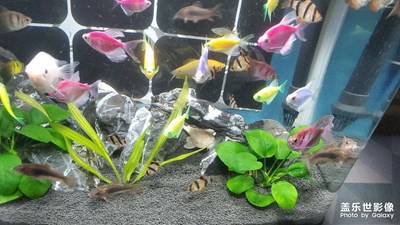 熱帶魚
