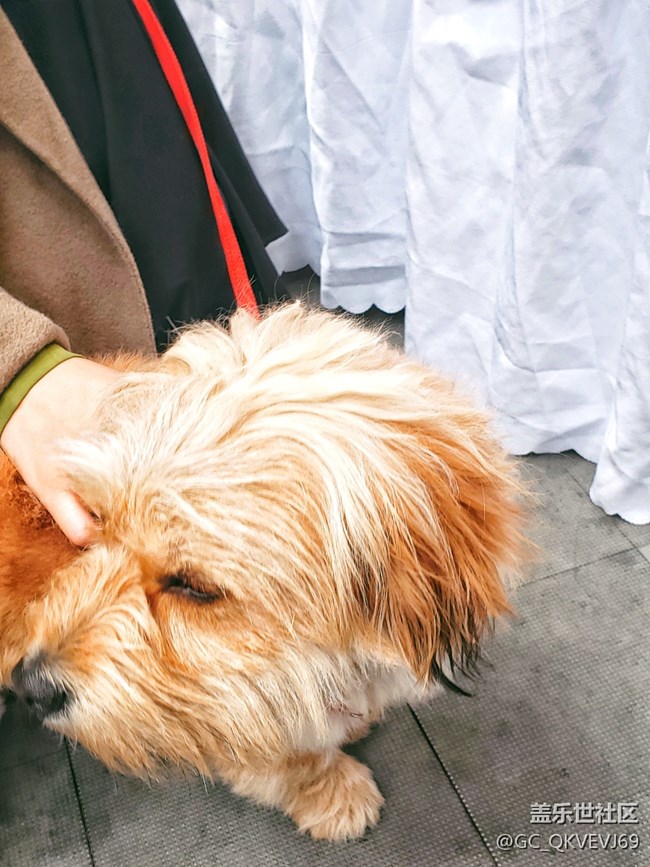 【身邊的小動(dòng)物】+為樂(lè)而為