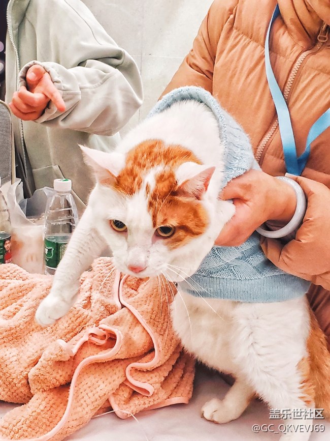 【身邊的小動物】+夢想的溫柔