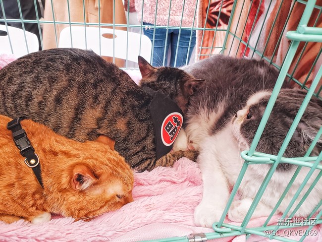 【身邊的小動物】+夢想的溫柔