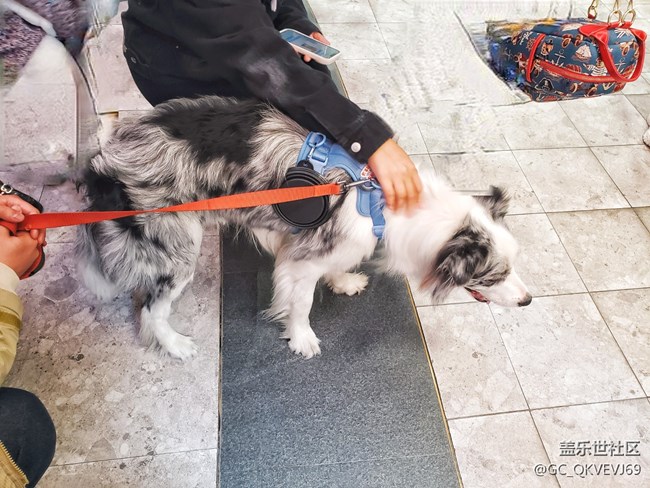 【身邊的小動(dòng)物】+為樂(lè)而為