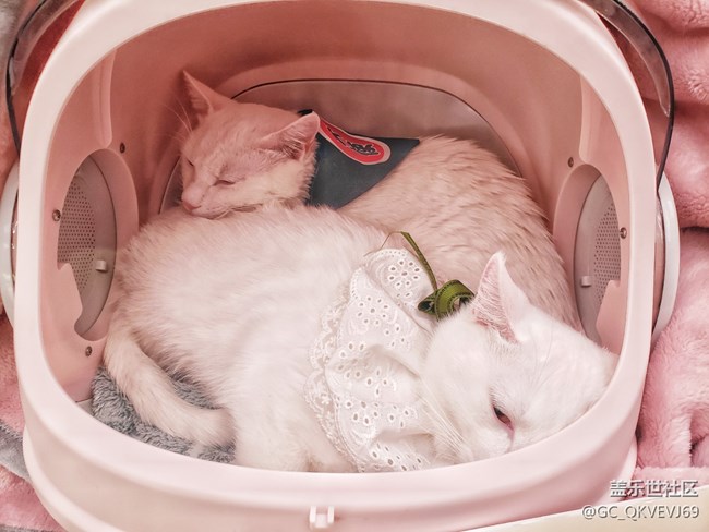 【身邊的小動物】+夢想的溫柔