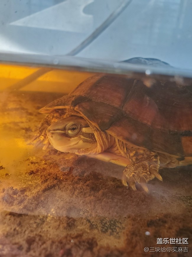 【身邊的小動物】+小烏龜