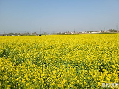 油菜花開了
