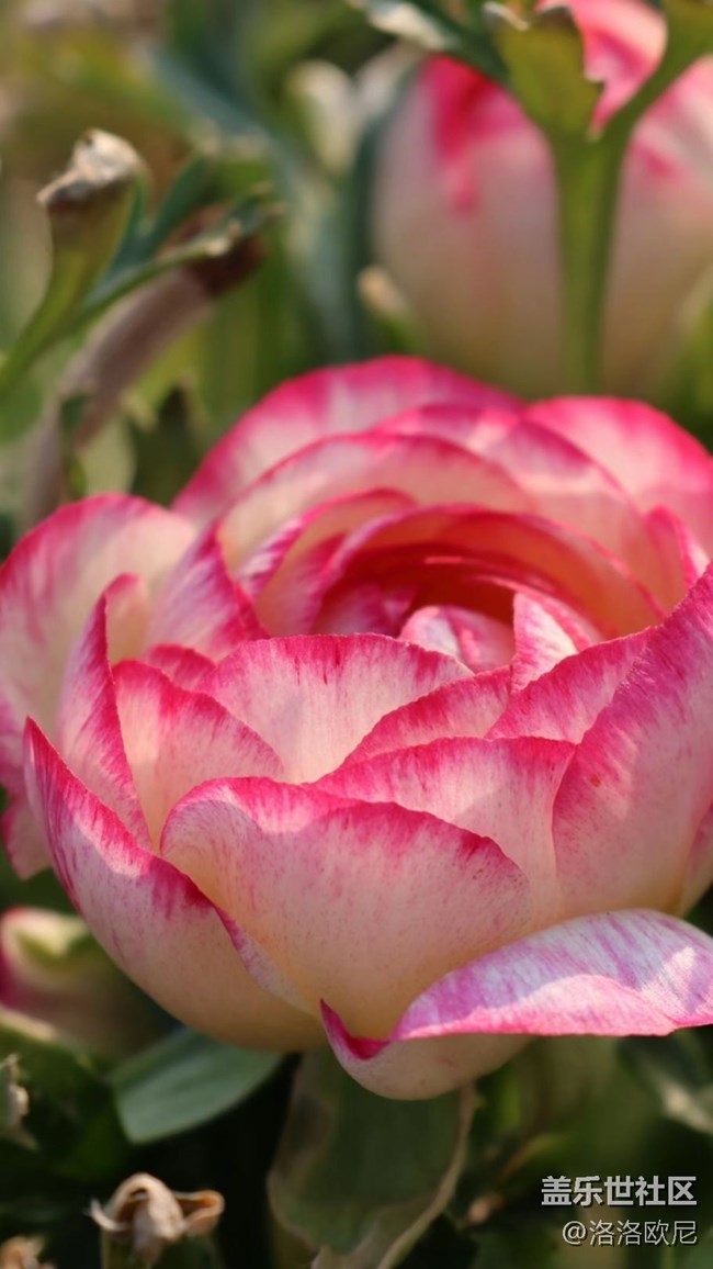 【嫩芽與春花】月季嫩芽，期待春花