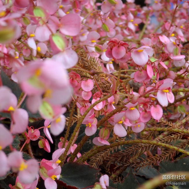 【不負春光】花開如盛，邂逅一場慵懶時光