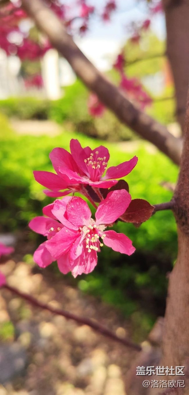 【嫩芽與春花】月季嫩芽，期待春花