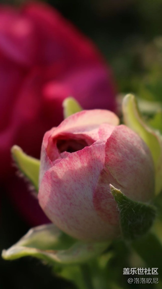 【嫩芽與春花】月季嫩芽，期待春花