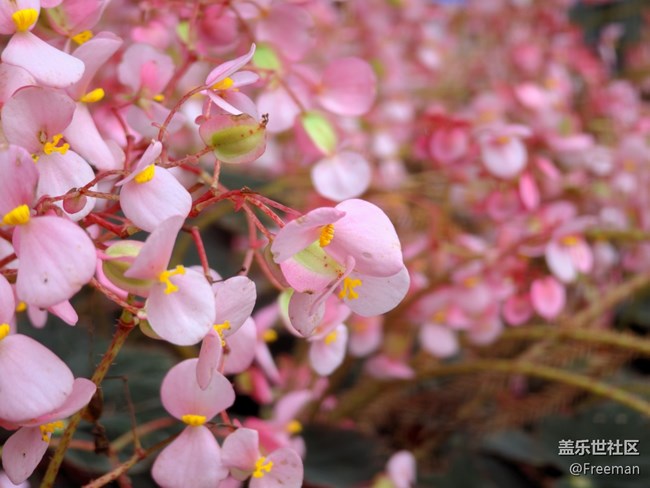 【不負春光】花開如盛，邂逅一場慵懶時光
