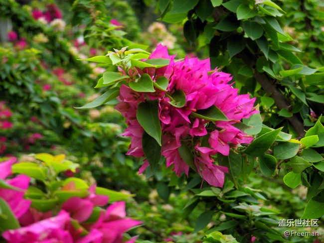 【不負春光】花開如盛，邂逅一場慵懶時光