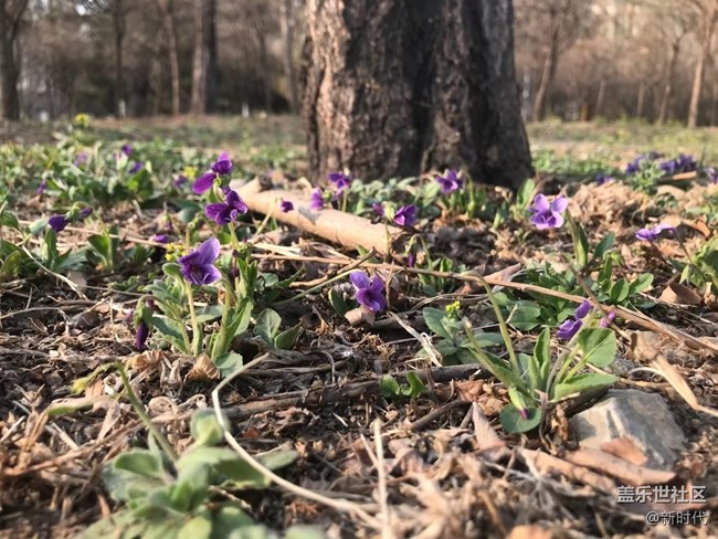 【生機(jī)盎然】自家韭菜包餃子